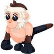 Capuchin Monkey