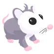 Possum