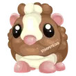Chocolate Dutch Guinea Pig