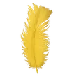Feather rare