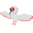 Ibis