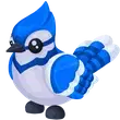 Blue Jay rare