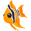 Angelfish common