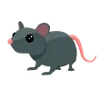 Rat