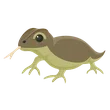 Komodo Dragon