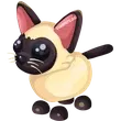Siamese Cat