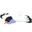 Arctic Tern