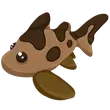 Leopard Shark