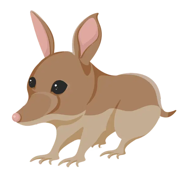 Bandicoot common, Adopt me