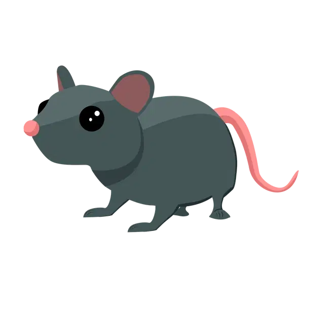 Rat rare, Adopt me