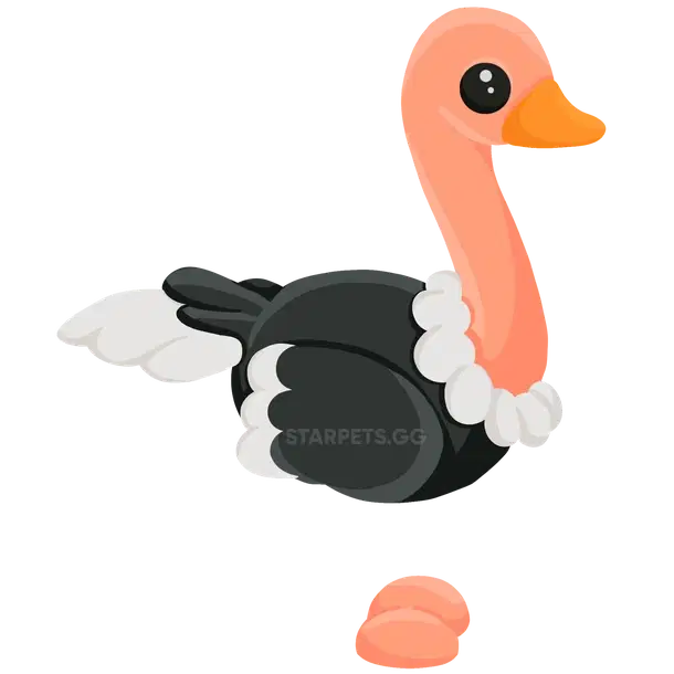 Ostrich rare, Adopt me