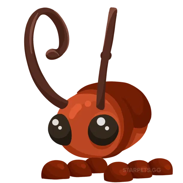 Cockroach common, Adopt me