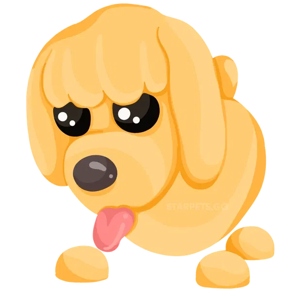 Toy Poodle rare, Adopt me