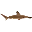 Scalloped hammerhead