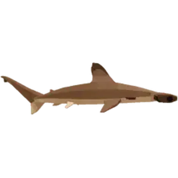 Scalloped hammerhead common, Fisch